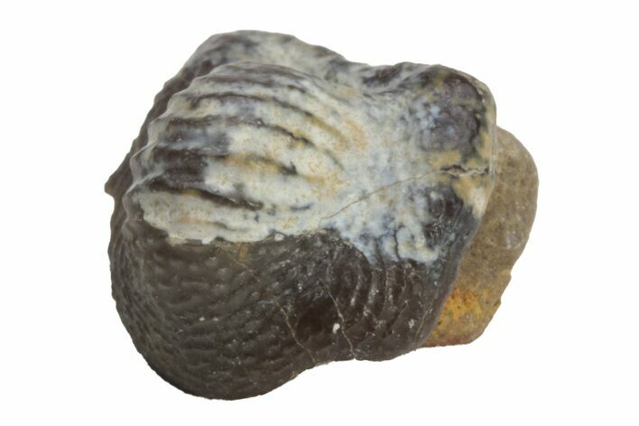 Fossil Crusher Shark (Ptychodus) Tooth - Kansas #218647